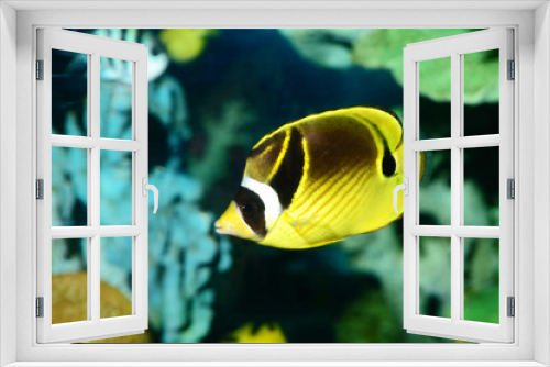 Fototapeta Naklejka Na Ścianę Okno 3D - butterfly fish