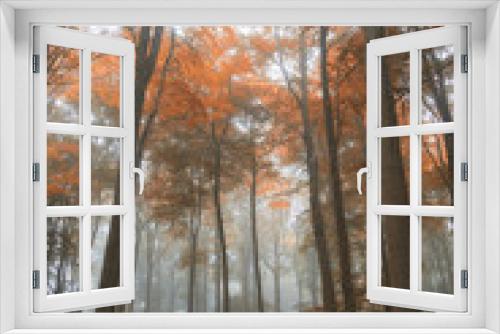 Fototapeta Naklejka Na Ścianę Okno 3D - Stunning colorful vibrant evocative Autumn Fall foggy forest lan