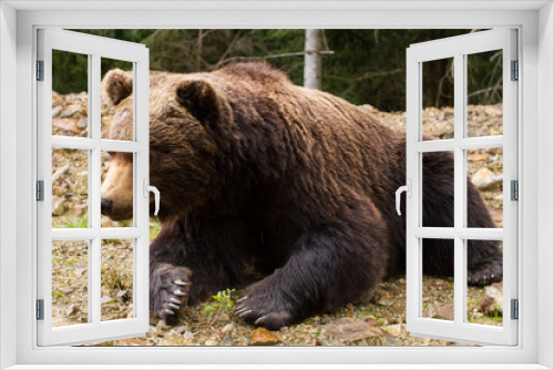 Fototapeta Naklejka Na Ścianę Okno 3D - Brown bears