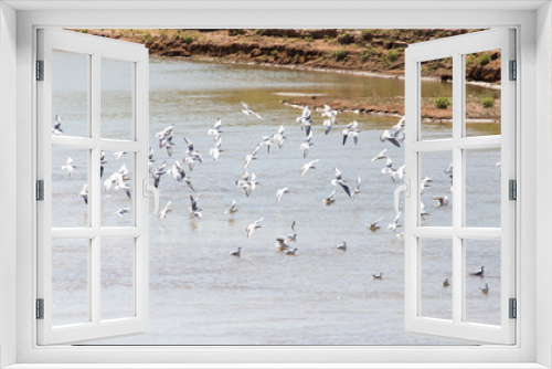 Fototapeta Naklejka Na Ścianę Okno 3D - flock of gulls on the river