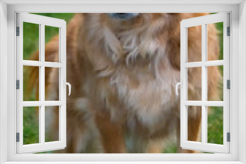 Fototapeta Naklejka Na Ścianę Okno 3D - Golden Dog