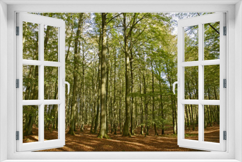 Fototapeta Naklejka Na Ścianę Okno 3D - Wald auf Rügen