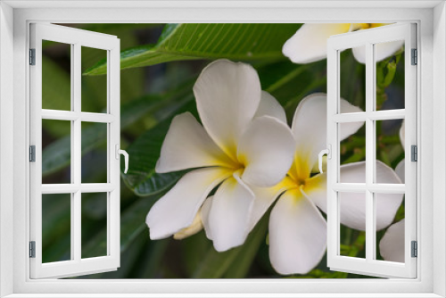 Fototapeta Naklejka Na Ścianę Okno 3D - Flower (Plumeria flower)