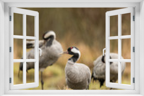 Fototapeta Naklejka Na Ścianę Okno 3D - Common crane in a wetland at a stopover site