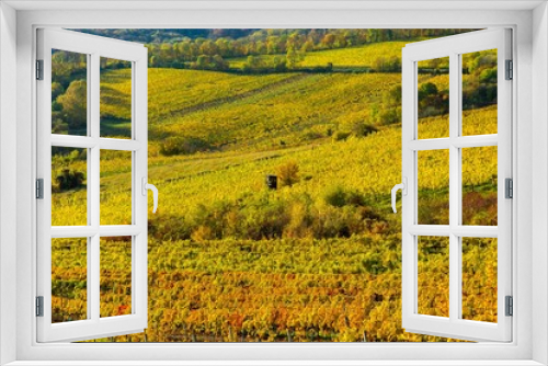 Fototapeta Naklejka Na Ścianę Okno 3D - Weinberge im Herbst in Österreich