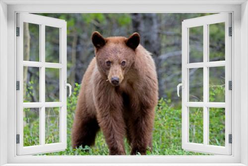 Fototapeta Naklejka Na Ścianę Okno 3D - Cinnamon American Black Bear - female