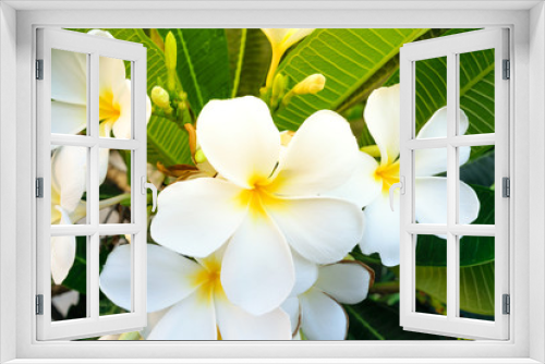 Fototapeta Naklejka Na Ścianę Okno 3D - Beautiful white flower