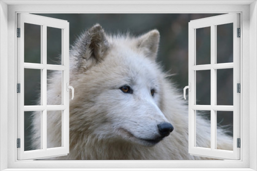 Fototapeta Naklejka Na Ścianę Okno 3D - close up white arctic Wolf portrait