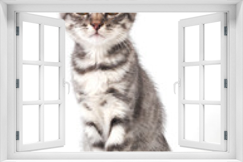 Fototapeta Naklejka Na Ścianę Okno 3D - Beautiful grey cat