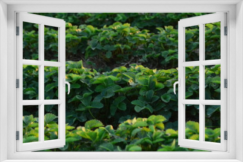 Fototapeta Naklejka Na Ścianę Okno 3D - Plants