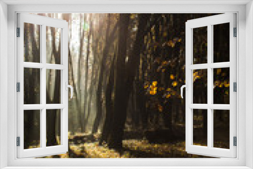 Fototapeta Naklejka Na Ścianę Okno 3D - Autumnal misty morning