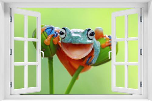 Fototapeta Naklejka Na Ścianę Okno 3D - Tree frog smile