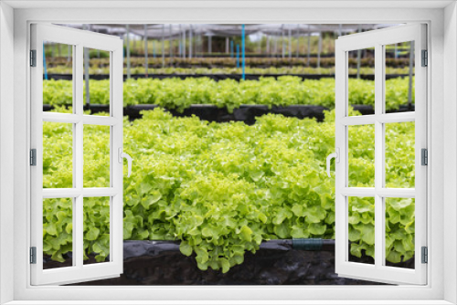 Fototapeta Naklejka Na Ścianę Okno 3D - Green lettuce in organic farm