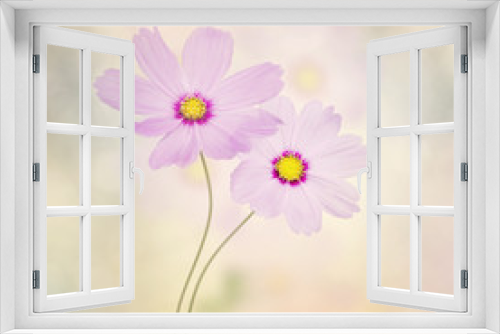 Fototapeta Naklejka Na Ścianę Okno 3D - Purple Cosmos Flowers