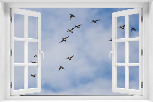 Fototapeta Naklejka Na Ścianę Okno 3D - Large Flock of Ring-Necked Ducks Flying in a Blue Sky