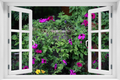 Fototapeta Naklejka Na Ścianę Okno 3D - bajkowy ogród - kwiaty w starej donicy