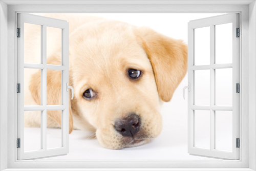 Fototapeta Naklejka Na Ścianę Okno 3D - Puppy Labrador retriever cute eyes