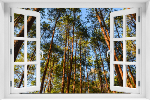 Fototapeta Naklejka Na Ścianę Okno 3D - Pine trees standing against blue sky with sunset light.