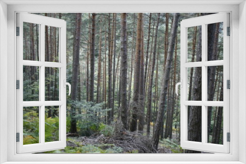 Fototapeta Naklejka Na Ścianę Okno 3D - Wald im Elsaß