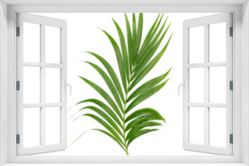 Fototapeta Naklejka Na Ścianę Okno 3D - Green leaves of palm tree isolated on white background