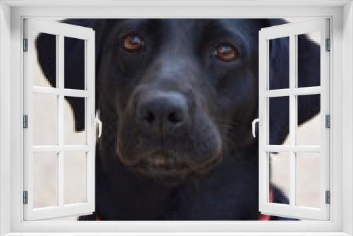 Fototapeta Naklejka Na Ścianę Okno 3D - Black labrador dog with red collar