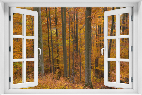 Fototapeta Naklejka Na Ścianę Okno 3D - Colorful beech forest in autumn colors. Beautiful forest in october