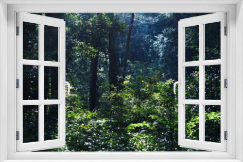 Fototapeta Naklejka Na Ścianę Okno 3D - 朝の森