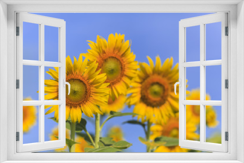 Fototapeta Naklejka Na Ścianę Okno 3D - Beautiful sunflower field on blue sky