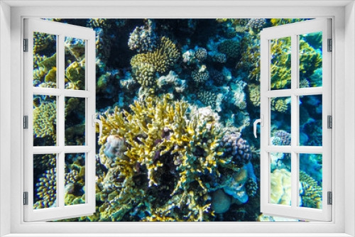Fototapeta Naklejka Na Ścianę Okno 3D - red sea underwater coral reef
