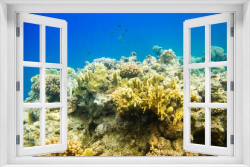 Fototapeta Naklejka Na Ścianę Okno 3D - beautiful and diverse coral reef of the red sea with fish