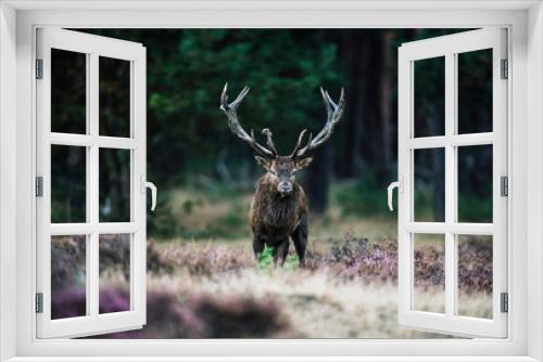 Fototapeta Naklejka Na Ścianę Okno 3D - Solitary red deer stag with big antlers standing in heath. Natio