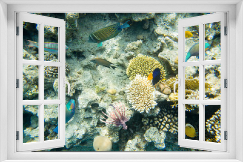 Fototapeta Naklejka Na Ścianę Okno 3D - beautiful and diverse coral reef with fish of the red sea in Egypt, shooting under water