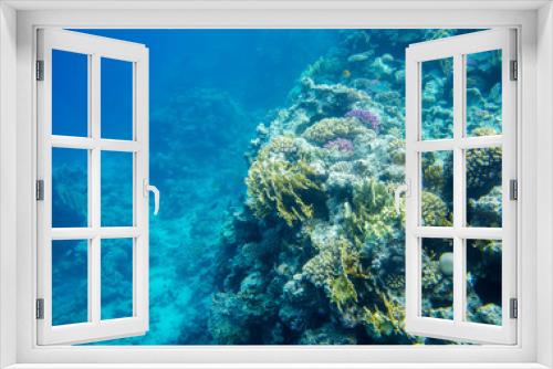 Fototapeta Naklejka Na Ścianę Okno 3D - beautiful and diverse coral reef with fish of the red sea in Egypt, shooting under water