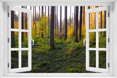Fototapeta Naklejka Na Ścianę Okno 3D - Herbstwald mit Fichten und Buchen