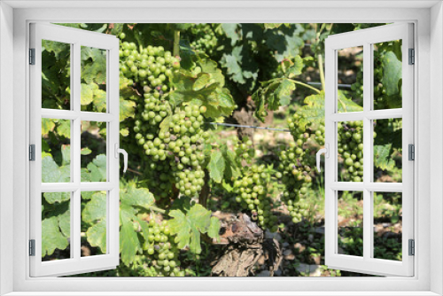 Fototapeta Naklejka Na Ścianę Okno 3D - Vin de Savoie. Vignoble de Chignin.
