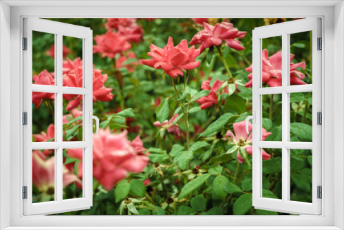 Fototapeta Naklejka Na Ścianę Okno 3D - Bush of Roses