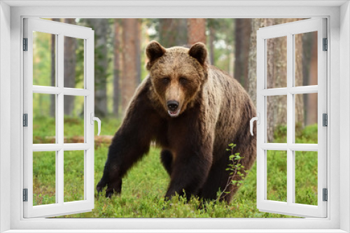Fototapeta Naklejka Na Ścianę Okno 3D - European brown bear