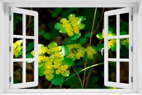 Fototapeta Naklejka Na Ścianę Okno 3D - Spring flowers