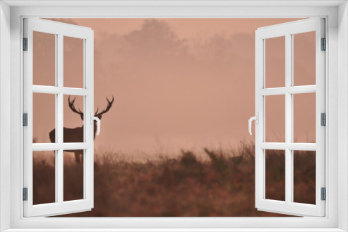 Fototapeta Naklejka Na Ścianę Okno 3D - Misty Red Deer