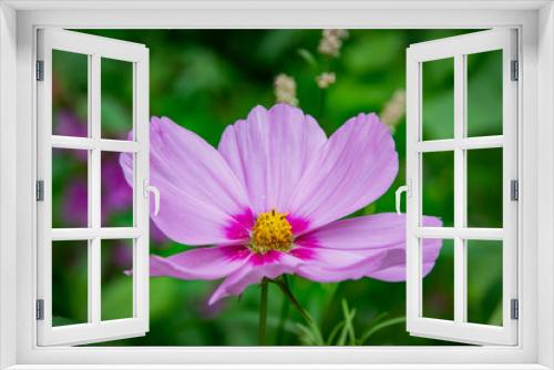 Fototapeta Naklejka Na Ścianę Okno 3D - Flowers