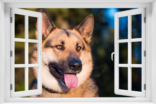 Fototapeta Naklejka Na Ścianę Okno 3D - Farm Dog