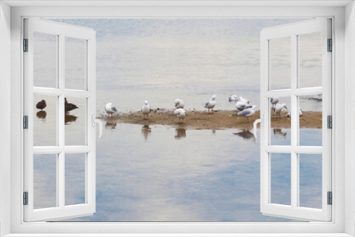 Fototapeta Naklejka Na Ścianę Okno 3D - Seagulls and Ducks at the Beach