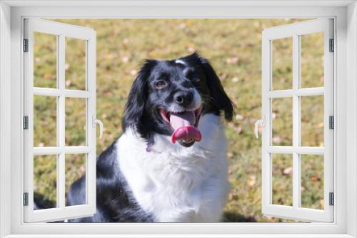 Fototapeta Naklejka Na Ścianę Okno 3D - Friendly cross breed dog on grass