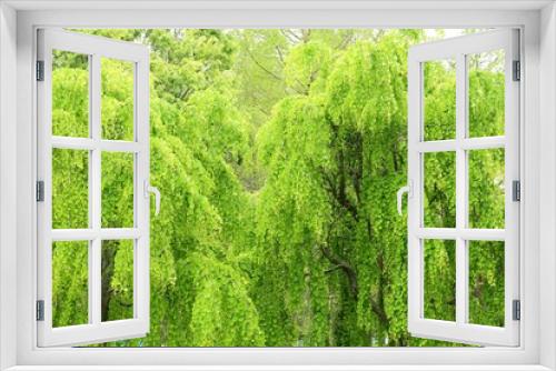 Fototapeta Naklejka Na Ścianę Okno 3D - 緑のカーテン