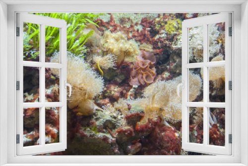 Fototapeta Naklejka Na Ścianę Okno 3D - coral reef detail