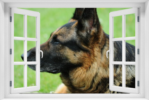 Fototapeta Naklejka Na Ścianę Okno 3D - Dog Profile