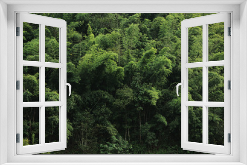 Fototapeta Naklejka Na Ścianę Okno 3D - Green forest background texture