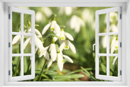 Fototapeta Naklejka Na Ścianę Okno 3D - Schneeglöckchen im Frühling - Frühblüher im Sonnenschein