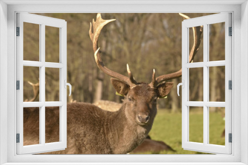 Fototapeta Naklejka Na Ścianę Okno 3D - Portrait of an adult male Fallow deer.