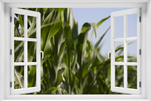 Fototapeta Naklejka Na Ścianę Okno 3D - Corn field sunny summer day. Close-up. Focus on foreground